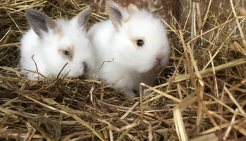 how to tell how old a baby rabbit is